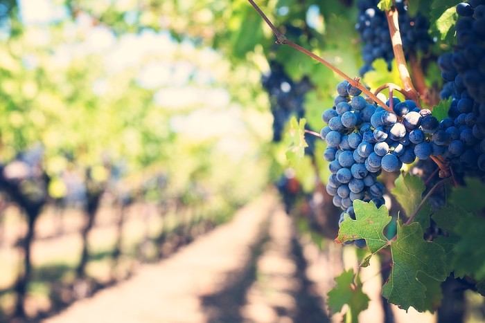 Excursión a los valles de Napa y Sonoma san francisco